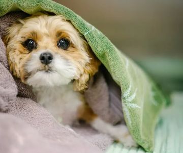 Temple Heights Animal Hospital