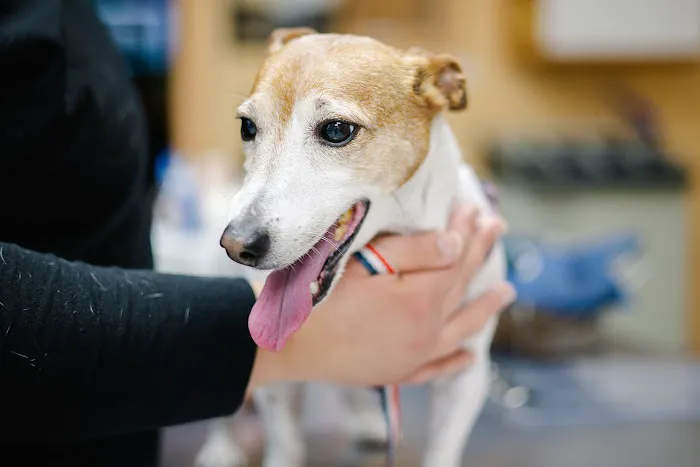 Temple Heights Animal Hospital 9