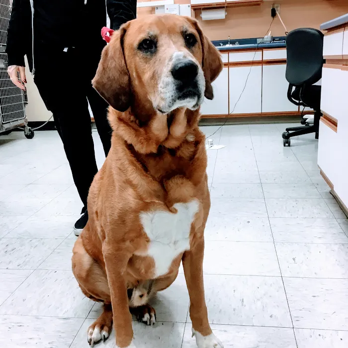 Temple Heights Animal Hospital 10