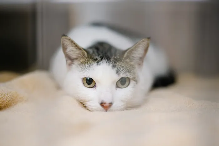 Temple Heights Animal Hospital 3