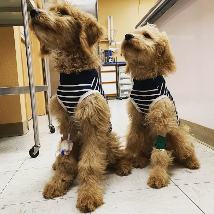 Temple Heights Animal Hospital 6