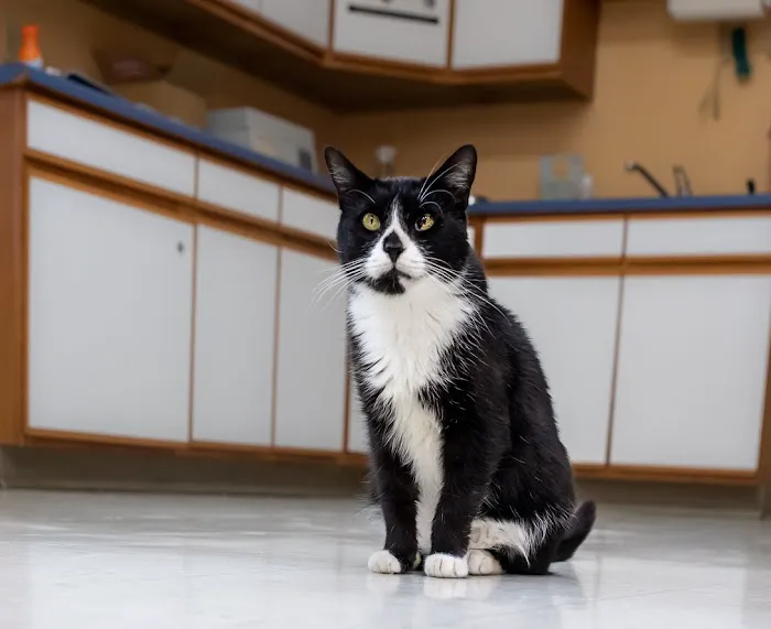 Temple Heights Animal Hospital 2