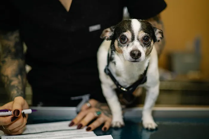 Temple Heights Animal Hospital 5