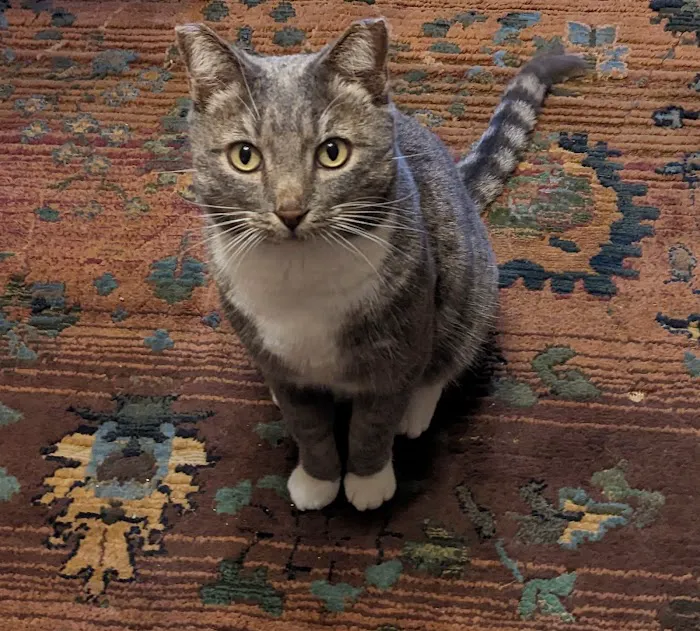 North County Cat Hospital 4