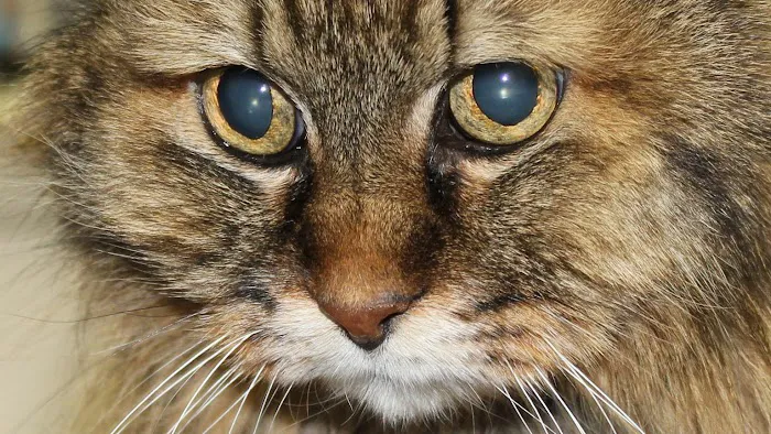 North County Cat Hospital 3