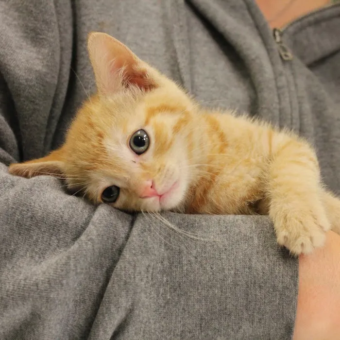 North County Cat Hospital 10
