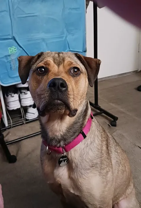 Banfield Pet Hospital 2