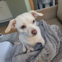 Banfield Pet Hospital ico