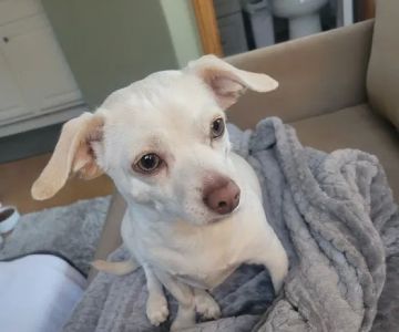 Banfield Pet Hospital