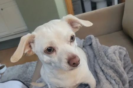 Banfield Pet Hospital