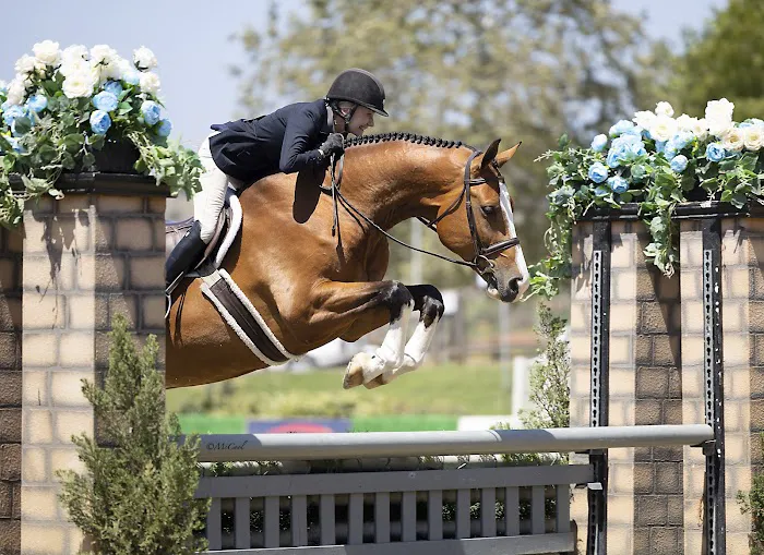 Ocean Hill Equine 2