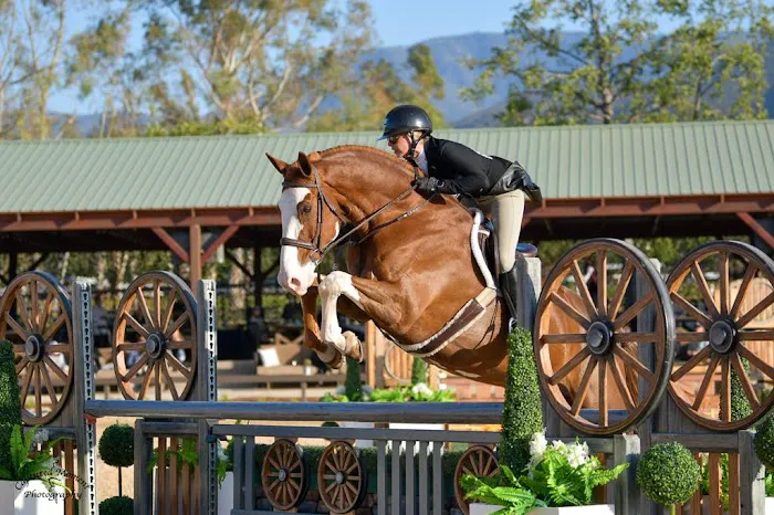 Ocean Hill Equine 1