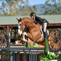 Ocean Hill Equine ico