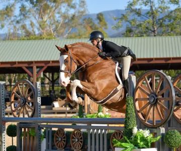 Ocean Hill Equine