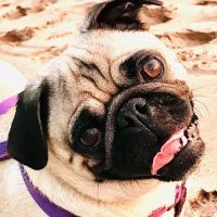 Aloha Animal Hospital ico