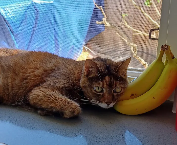 Aloha Animal Hospital 4