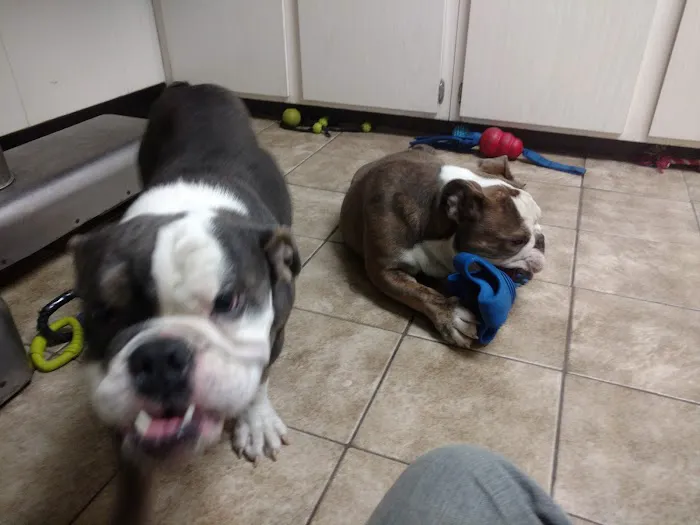 Animal Hospital and Laser Surgery Center of Secaucus 4
