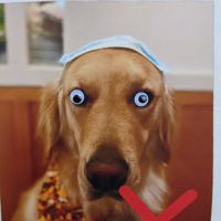 Ambassador Veterinary Hospital ico