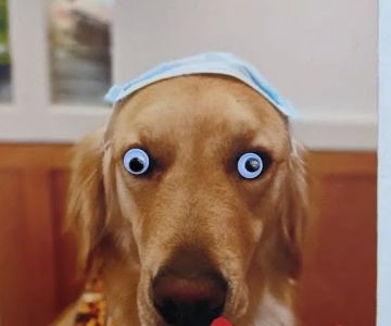 Ambassador Veterinary Hospital