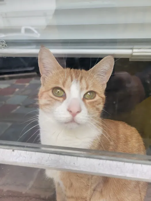 Summit Animal Clinic 3