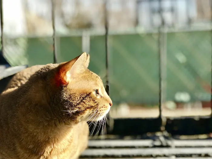 Summit Animal Clinic 7
