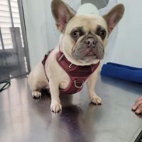 Summit Animal Clinic ico