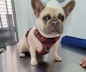 Summit Animal Clinic