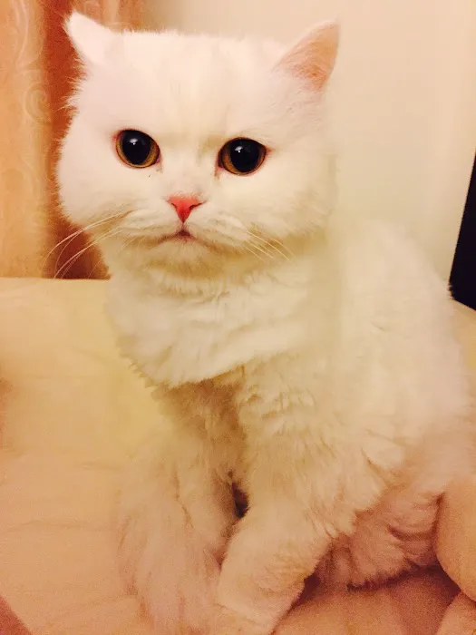 VIWA PET 1