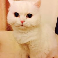 VIWA PET ico
