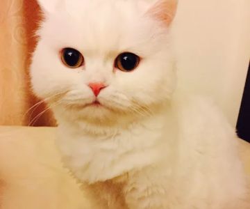 VIWA PET