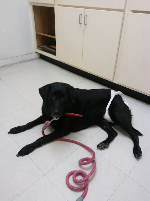 Union City Animal Clinic 1
