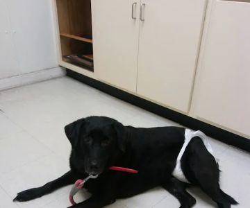 Union City Animal Clinic