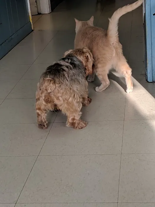 Union City Animal Clinic 9