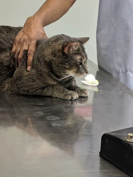 Union City Animal Clinic 3