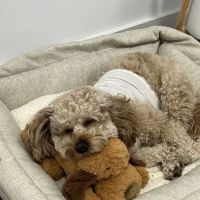 VEG ER for Pets ico
