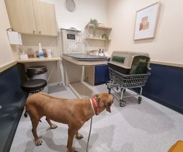 Bond Vet - Hoboken
