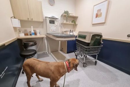 Bond Vet - Hoboken