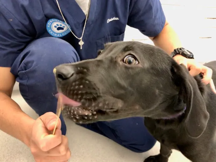 Hoboken Vets Animal Clinic 12