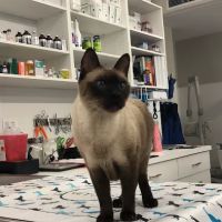 Hoboken Vets Animal Clinic ico