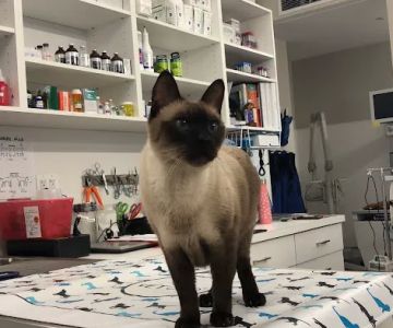 Hoboken Vets Animal Clinic