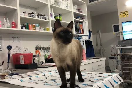 Hoboken Vets Animal Clinic