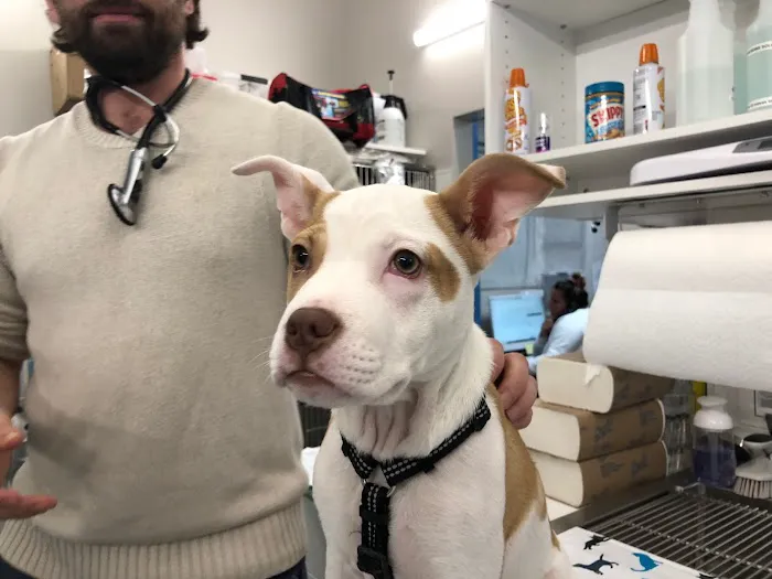 Hoboken Vets Animal Clinic 12