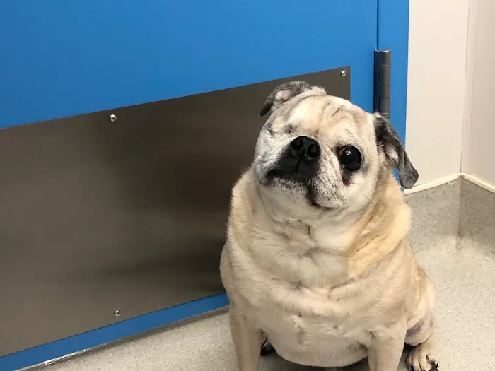 Hoboken Vets Animal Clinic 12