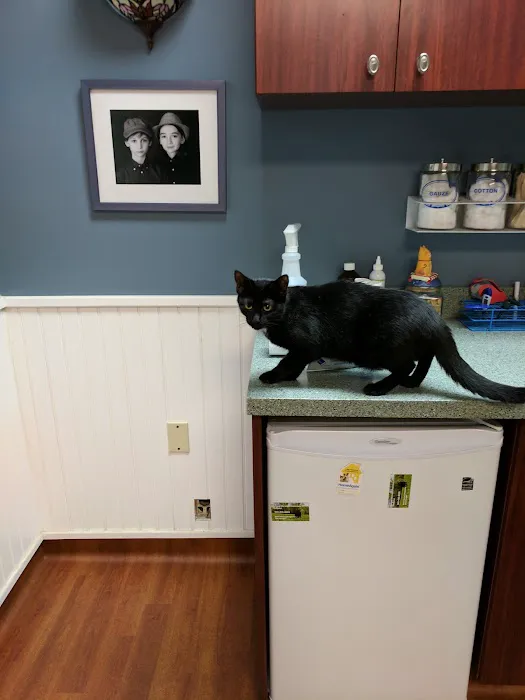 Animal Mansion Veterinary Hospital 12