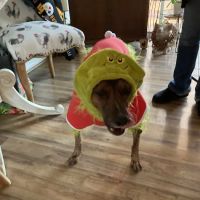 Mt Bethel Animal Hospital ico