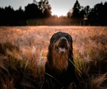 Veterinary Essentials