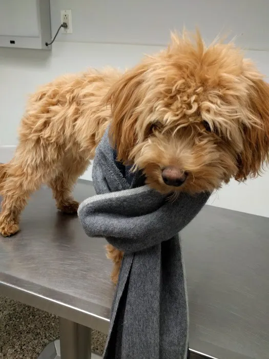 Animal Clinic & Hospital of Jersey City 1