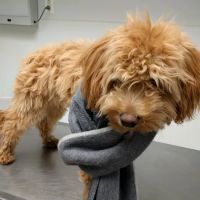 Animal Clinic & Hospital of Jersey City ico