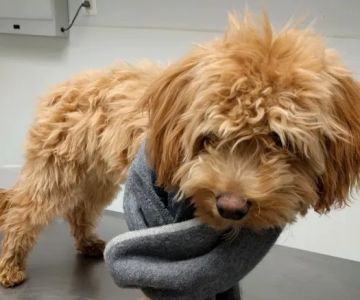 Animal Clinic & Hospital of Jersey City