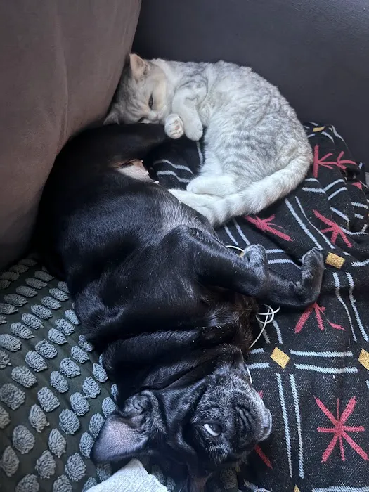 Nightynight Cattery 5